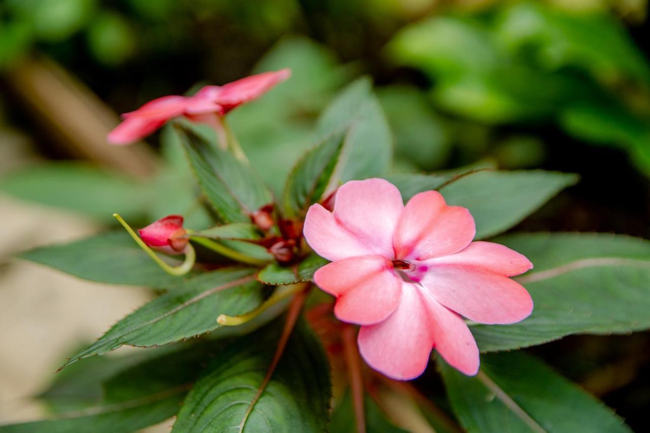 Hotel Cantinho Das Flores グアラミランガ エクステリア 写真